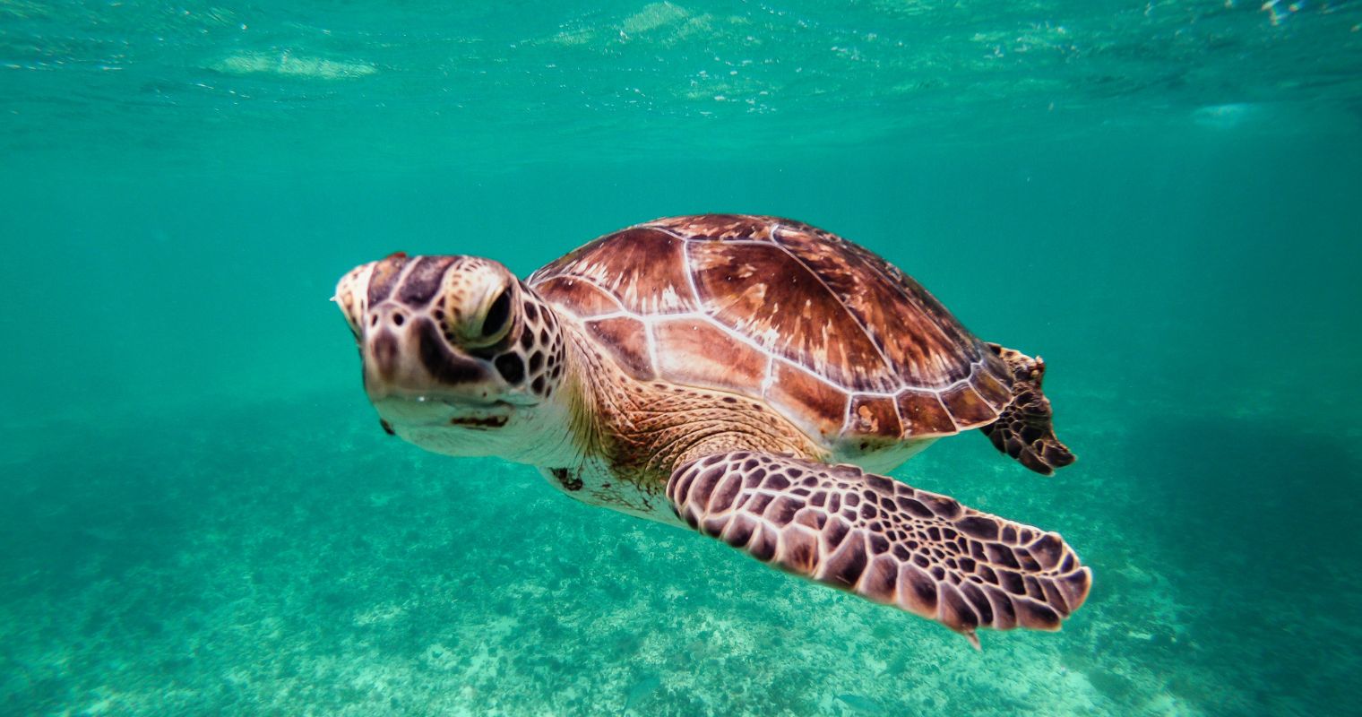 Scuba Diving and Snorkeling